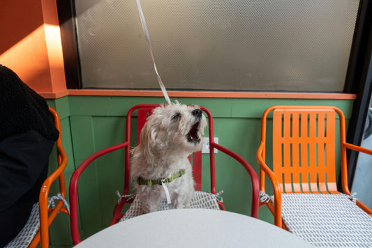 Our Favourite Dog Friendly Cafes in the Lake District